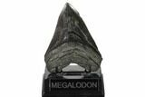 Fossil Megalodon Tooth - South Carolina #160256-2
